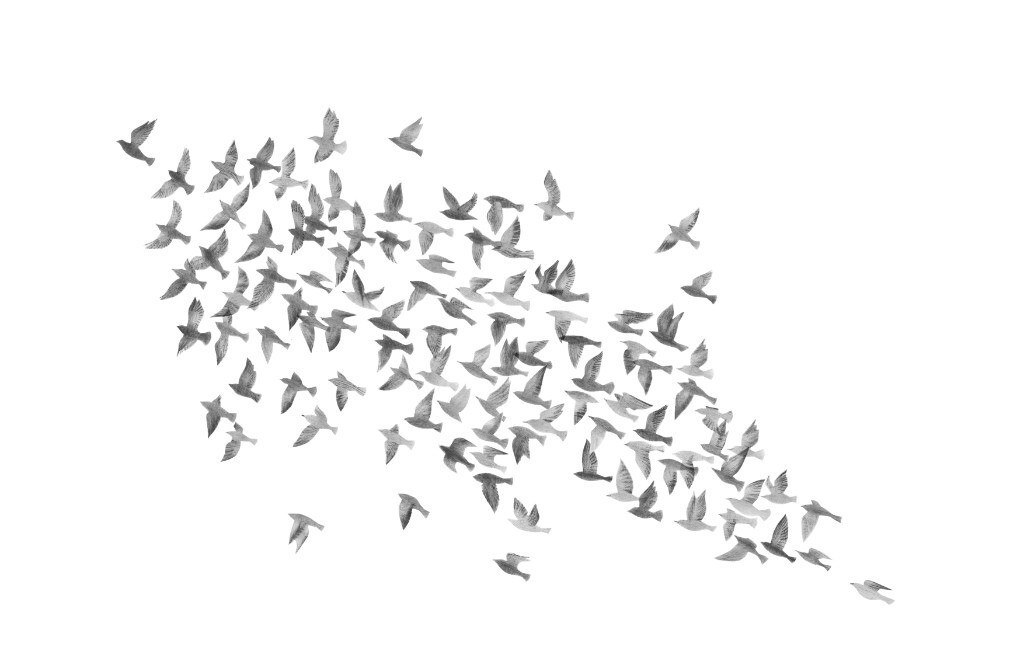 A flock of birds in flight, moving together as one